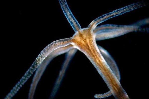 Kraken настоящая ссылка