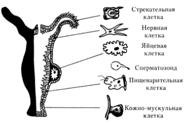 Kraken зеркало рабочее